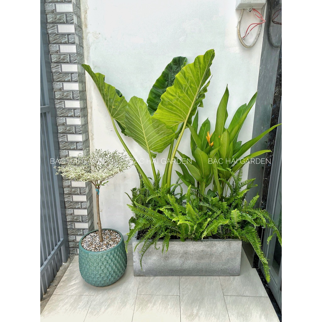 CHẬU TRỒNG CÂY XI MĂNG CHỮ NHẬT DÀI XÁM – ĐEN