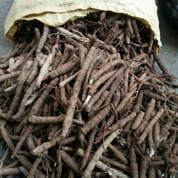 Sâm tiên mao - Sâm cau đen - Loại 1 sấy khô cao cấp - Gói 200gr