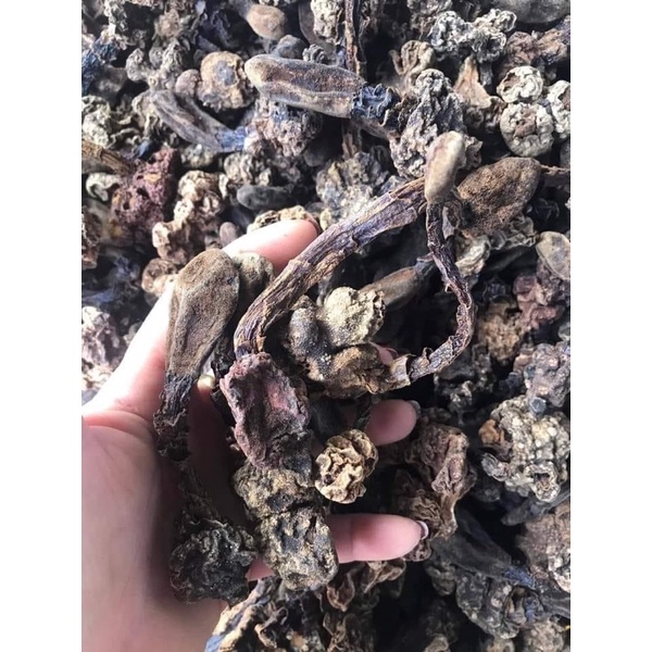 Nấm ngọc cẩu( khô nguyên búp to ,thơm,sạch) chuẩn rừng Tây Bắc 500gr-1kg