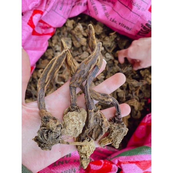 Nấm ngọc cẩu( khô nguyên búp to ,thơm,sạch) chuẩn rừng Tây Bắc 500gr-1kg