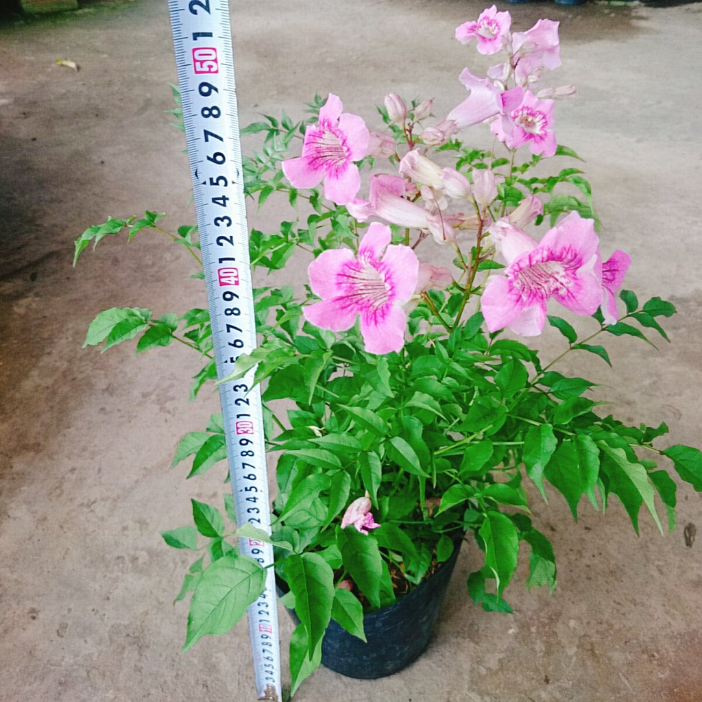 Cây hồng thiên hương (cây leo) - cây cảnh đẹp