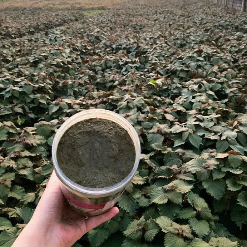 Bột Tía tô nguyên chất sấy lạnh - Hộp 500gr
