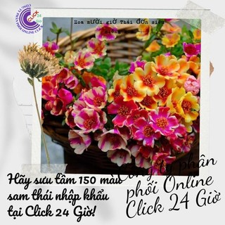 [Dọn Luống Gía Rẻ Nhiều Màu Cây Đẹp] Cành Hoa Mười Giờ Sam Thái Hoa To Đẹp Dọn Luống Trồng Lứa Mới MiMa market