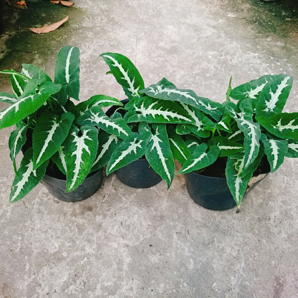 Trầu Bà Nhung - Cây cảnh để bàn