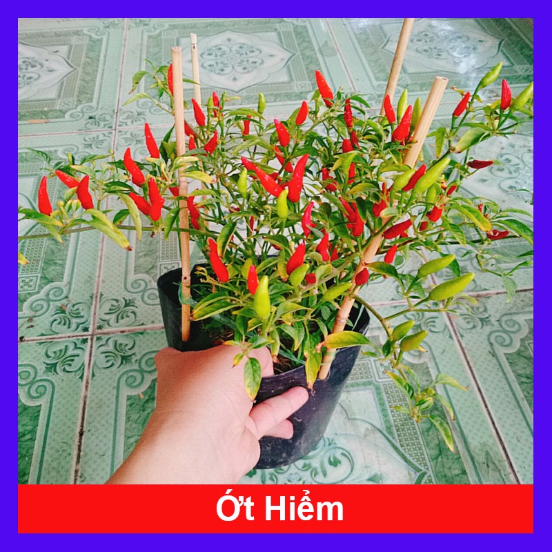 Cây ớt hiểm - cây cảnh sân vườn
