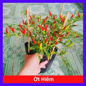Cây ớt hiểm - cây cảnh sân vườn