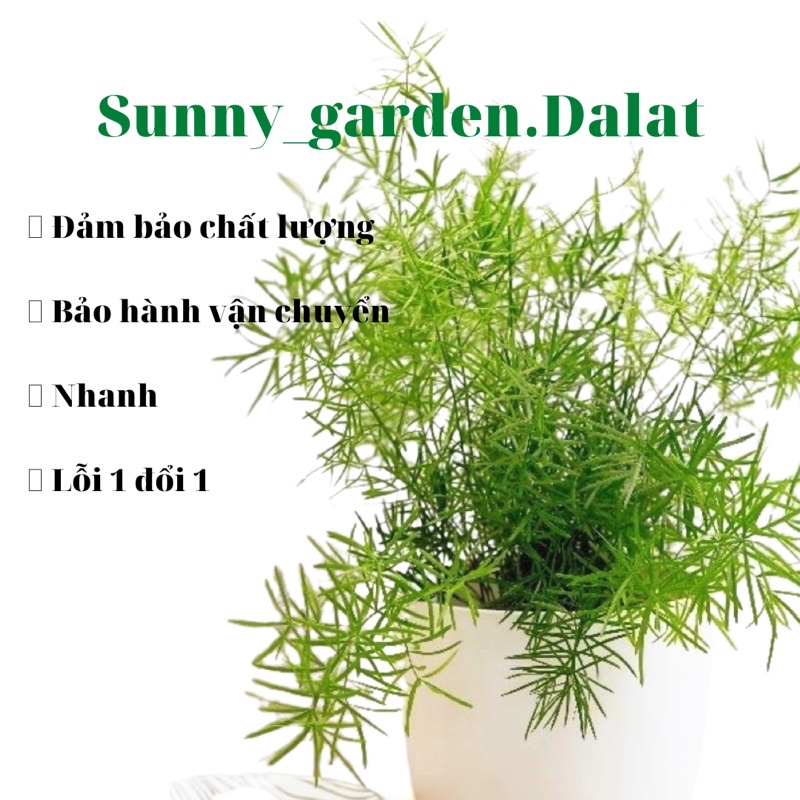 Chậu Đuôi chồn con, khỏe đẹp đang phát triển tốt