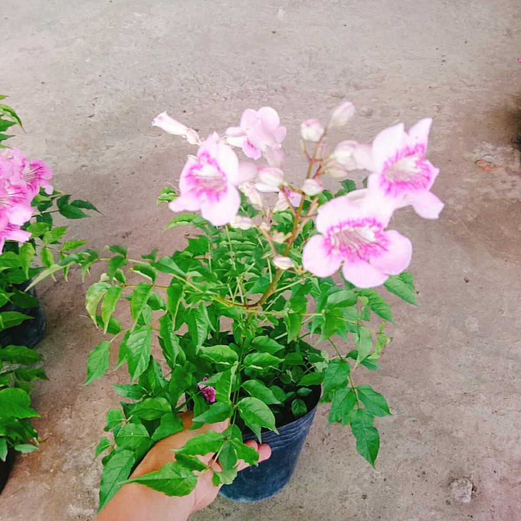 Cây hồng thiên hương (cây leo) - cây cảnh đẹp