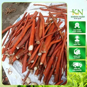 Sâm cau đỏ tươi rừng Tây Bắc – Củ dài đỏ -Già Thơm 1 kg