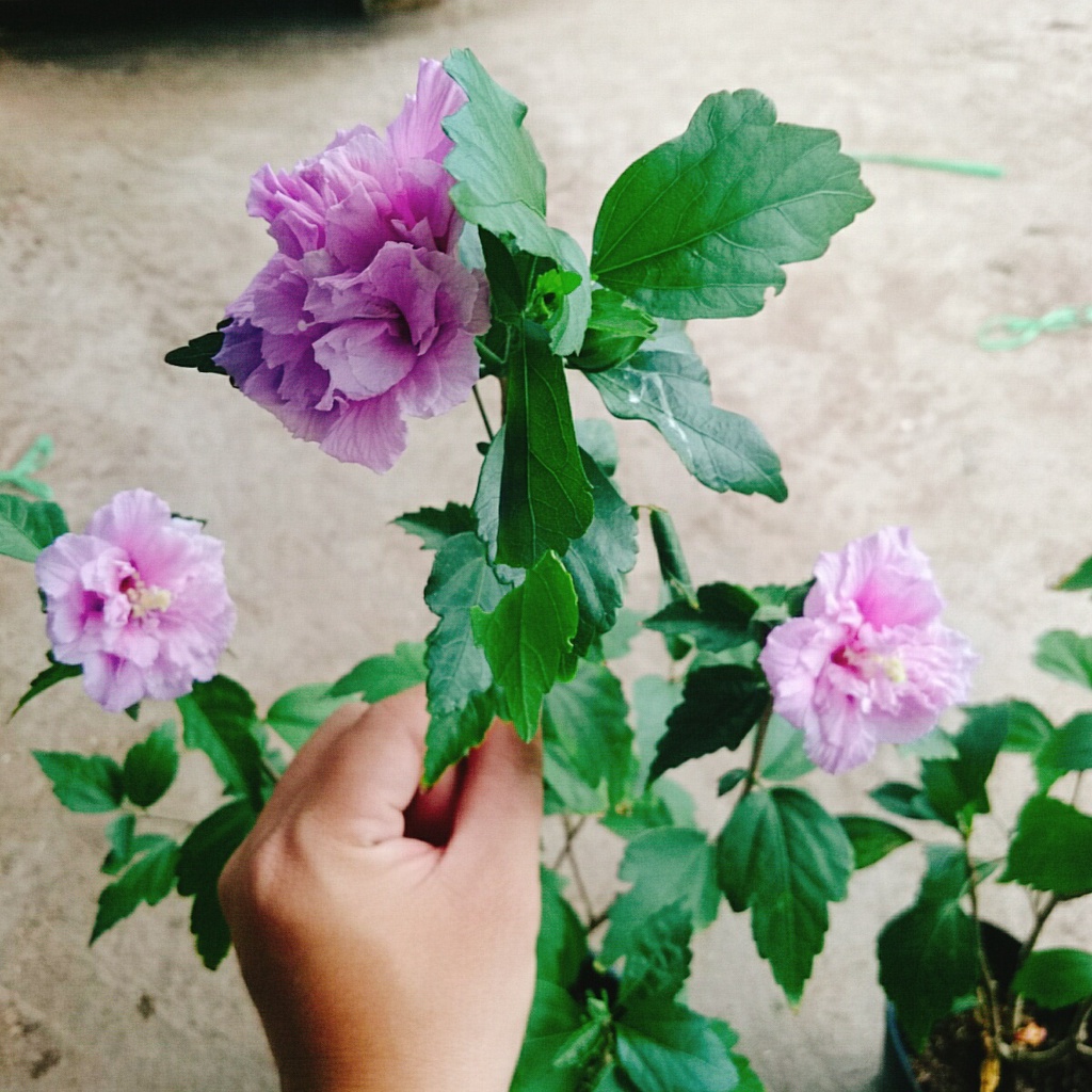Hoa dâm bụt tím (giống mới) - cây cảnh để bàn