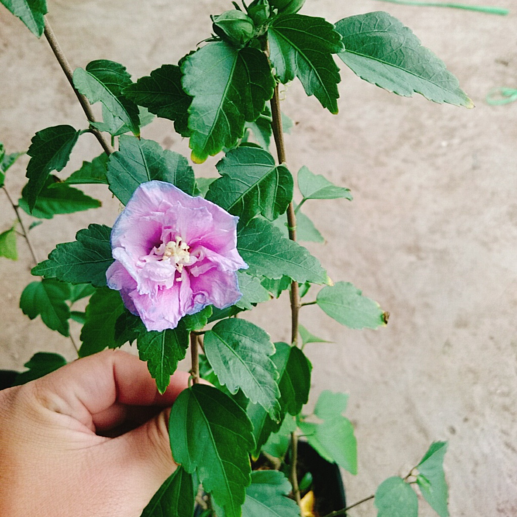 Hoa dâm bụt tím (giống mới) - cây cảnh để bàn