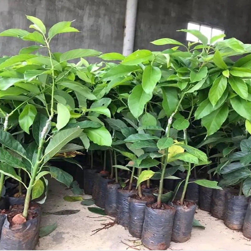 Cây bơ sáp 034 siêu quả - cho trái sớm