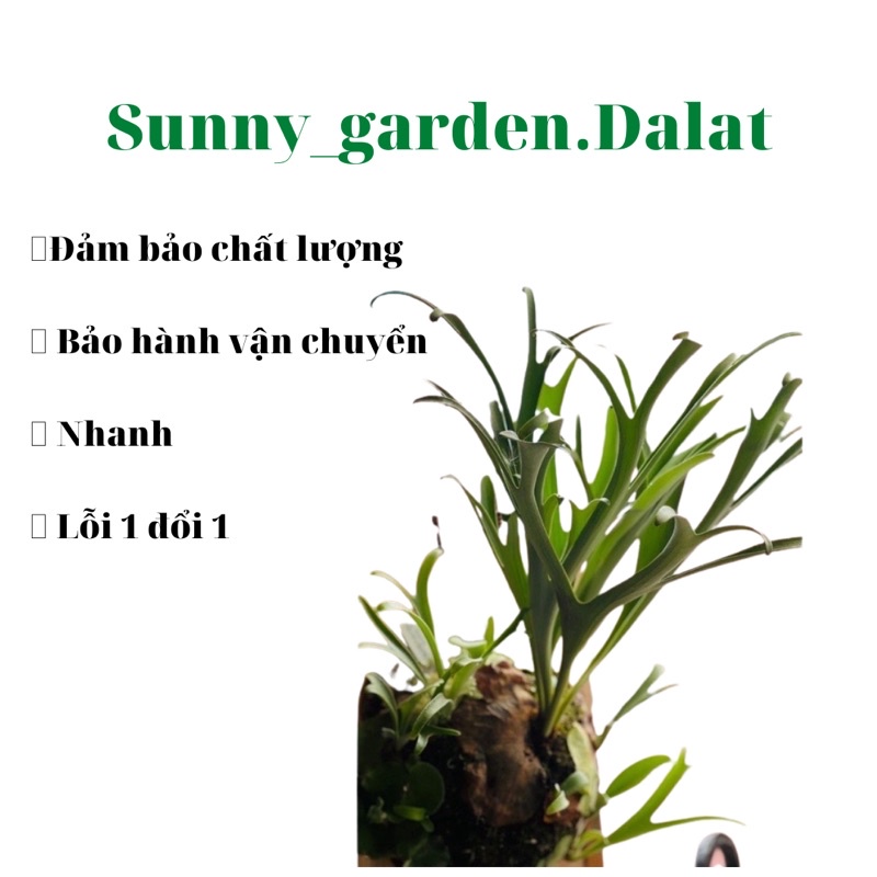 Chậu Ổ rồng con- Platycerium Alcicorne | Shopee Việt Nam