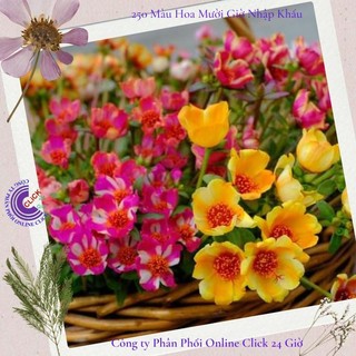 [Dọn Luống Gía Rẻ Nhiều Màu Cây Đẹp] Cành Hoa Mười Giờ Sam Thái Hoa To Đẹp Dọn Luống Trồng Lứa Mới MiMa market