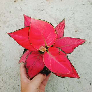 Cây Vạn Lộc - Cây Hồng Phát Lộc - chậu cây cảnh phong thủy để bàn mang đến may mắn tài lộc