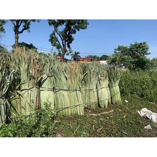 Combo 10 lá cọ tự nhiên, lá cọ trang trí, lợp mái nhà
