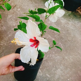 Cây Hoa Dâm Bụt Trắng - Cây cảnh sân vườn