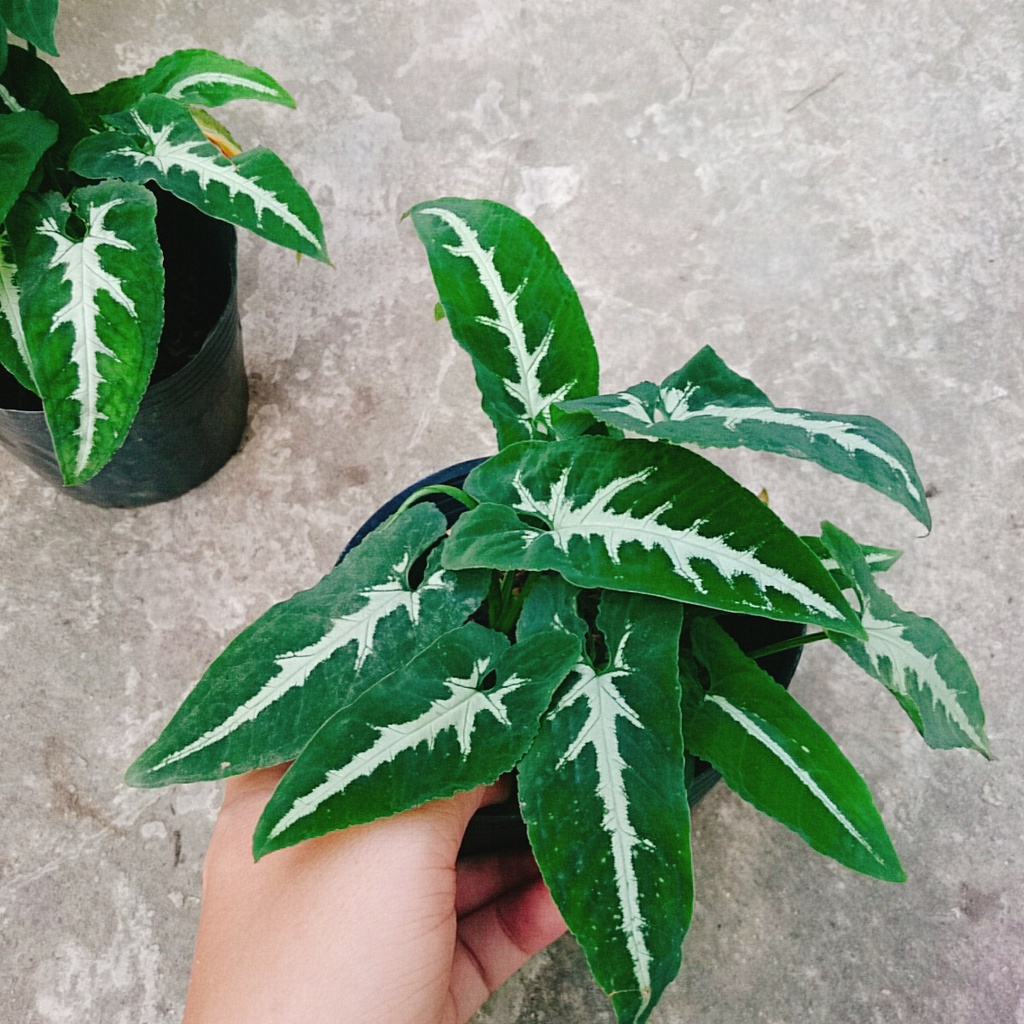 Trầu Bà Nhung - Cây cảnh để bàn