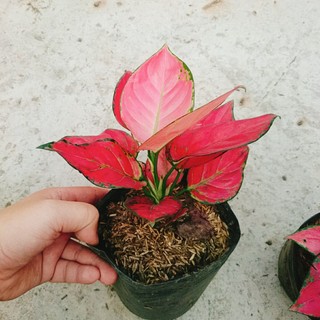 Cây Vạn Lộc - Cây Hồng Phát Lộc - chậu cây cảnh phong thủy để bàn mang đến may mắn tài lộc