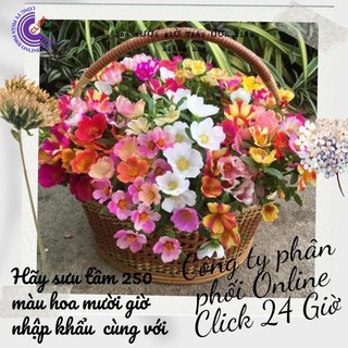 [Dọn Luống Gía Rẻ Nhiều Màu Cây Đẹp] Cành Hoa Mười Giờ Sam Thái Hoa To Đẹp Dọn Luống Trồng Lứa Mới MiMa market