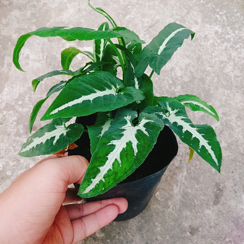 Trầu Bà Nhung - Cây cảnh để bàn