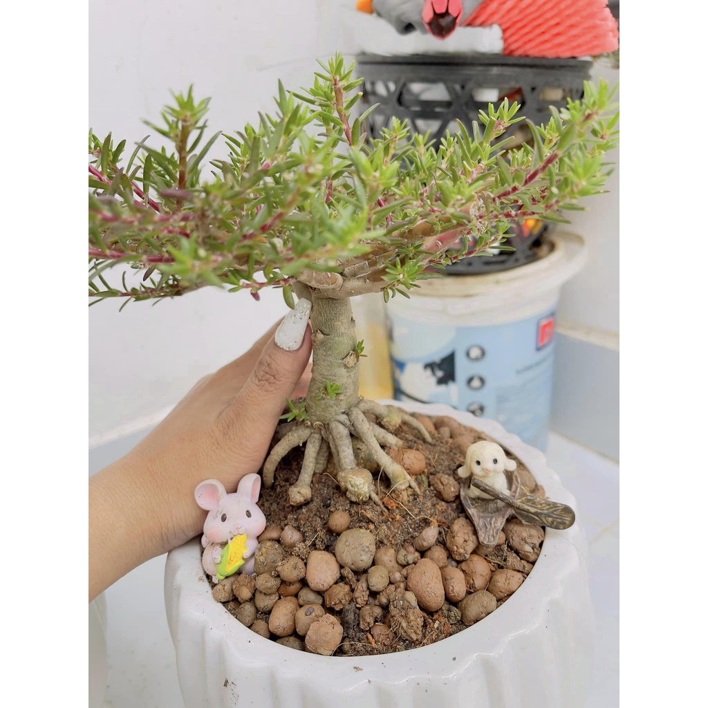 [Nở Cả Ngày] Cây Hoa Mười Giờ Bonsai Cổ Thụ Loại Gốc To Làm BonSai Trồng Được Lâu Năm Hoa Mười Giờ Bonsai