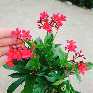 Cây Hồng Mai - Cây cảnh sân vườn