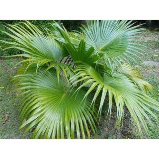 Combo 10 lá cọ tự nhiên, lá cọ trang trí, lợp mái nhà