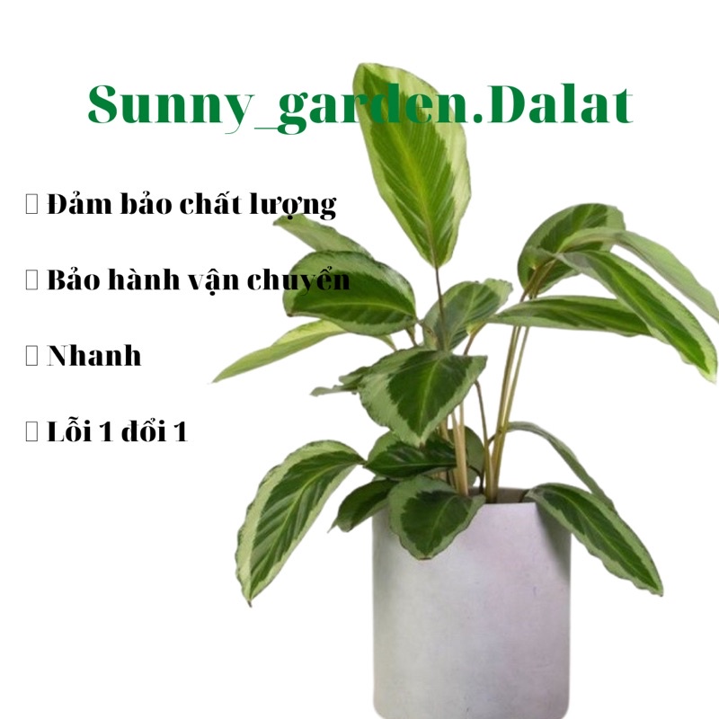 Chậu cứng Calathea Gecko - Đuôi công Gecko | Shopee Việt Nam