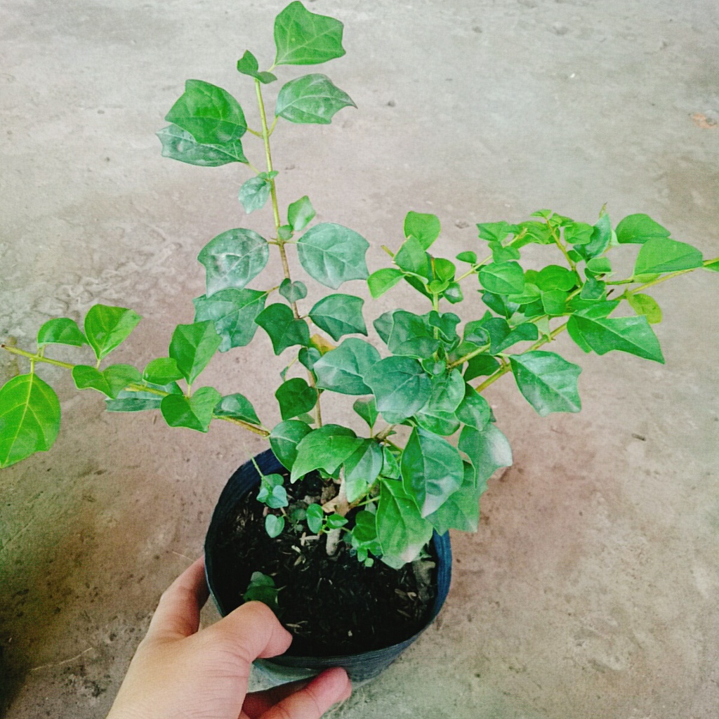 Cây Huyền Trân Công Chúa - cây cảnh đẹp