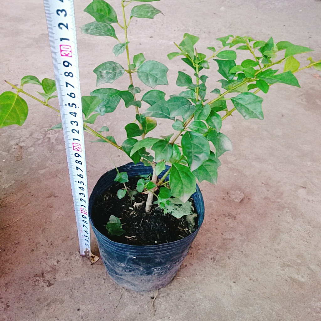 Cây Huyền Trân Công Chúa - cây cảnh đẹp