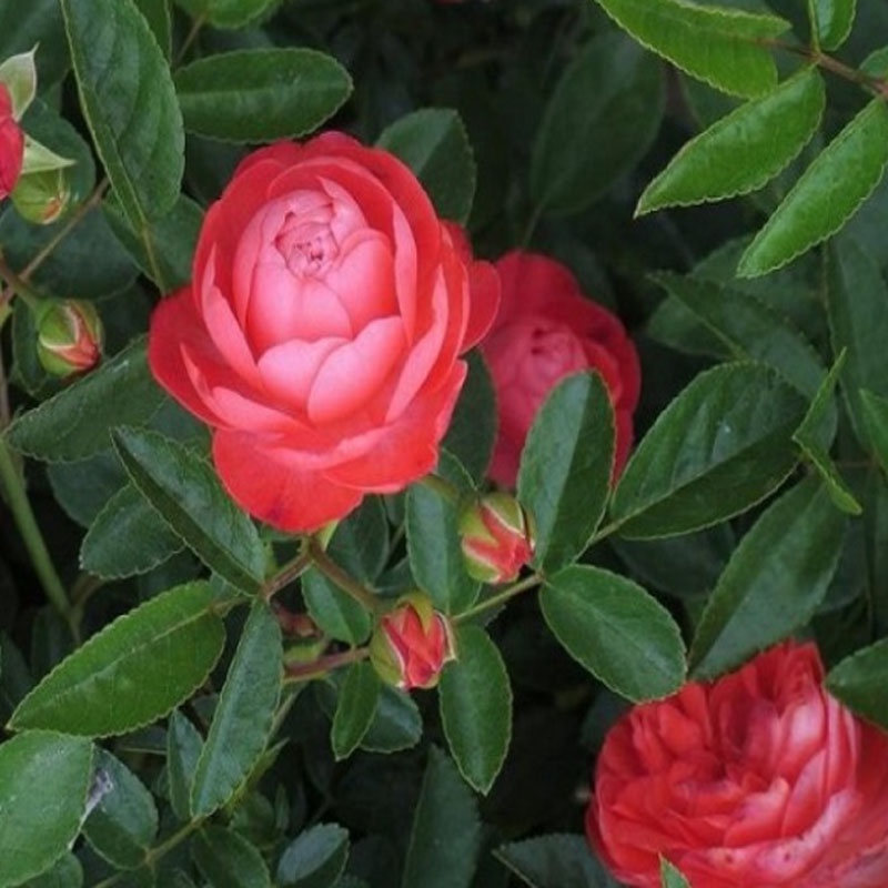 Cây Hoa Hồng Trứng - Margo Koster Rose - cây cảnh sân vườn