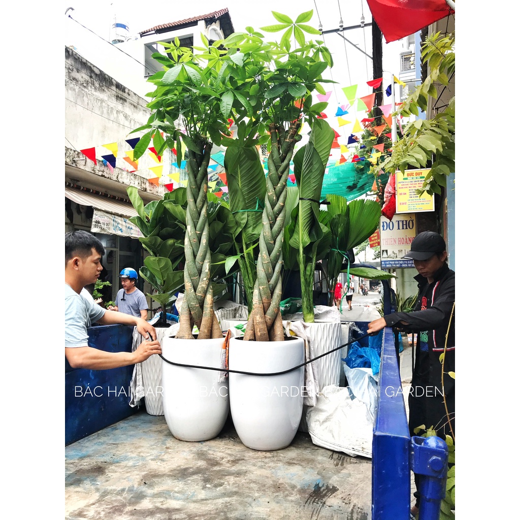 CHẬU SỨ TRỒNG CÂY CHẤT LIỆU MEN SỨ TRƠN TRẮNG 3 size phù hợp trồng cây trong nhà, ngoài trời bền đẹp, không bám bụi