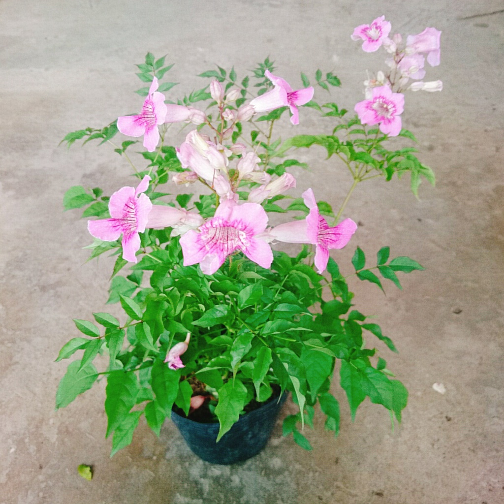 Cây hồng thiên hương (cây leo) - cây cảnh đẹp