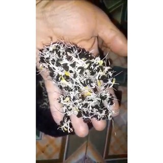 65 Hạt giống đu đủ đực siêu hoa chỉ 20k