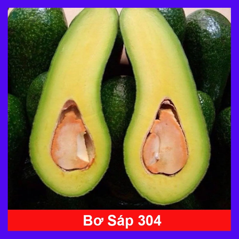 Cây bơ sáp 034 siêu quả - cho trái sớm