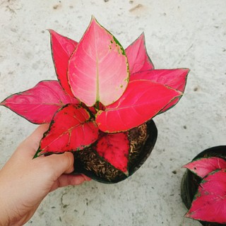 Cây Vạn Lộc - Cây Hồng Phát Lộc - chậu cây cảnh phong thủy để bàn mang đến may mắn tài lộc