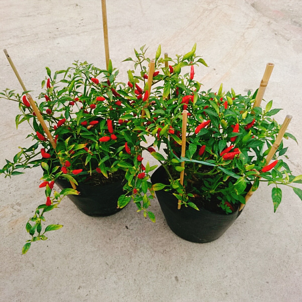Cây ớt hiểm - cây cảnh sân vườn