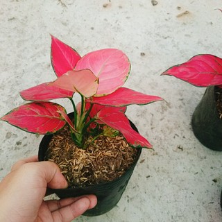 Cây Vạn Lộc - Cây Hồng Phát Lộc - chậu cây cảnh phong thủy để bàn mang đến may mắn tài lộc