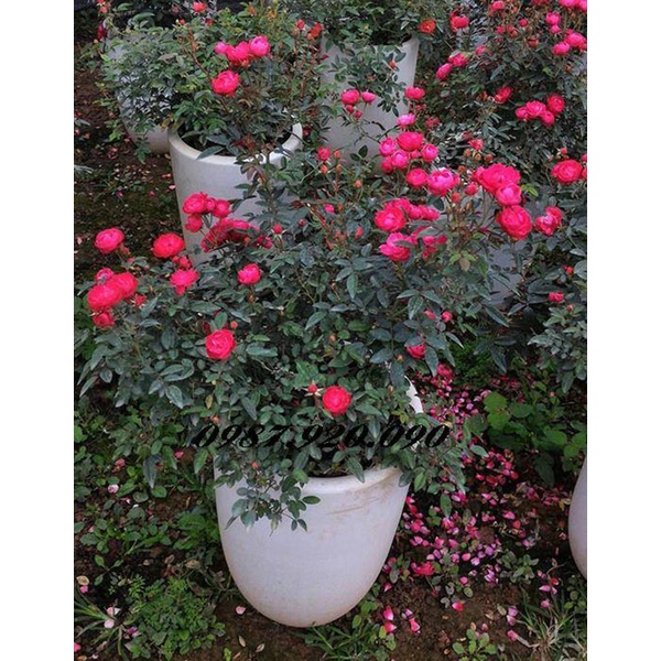 Cây Hoa Hồng Trứng - Margo Koster Rose - cây cảnh sân vườn