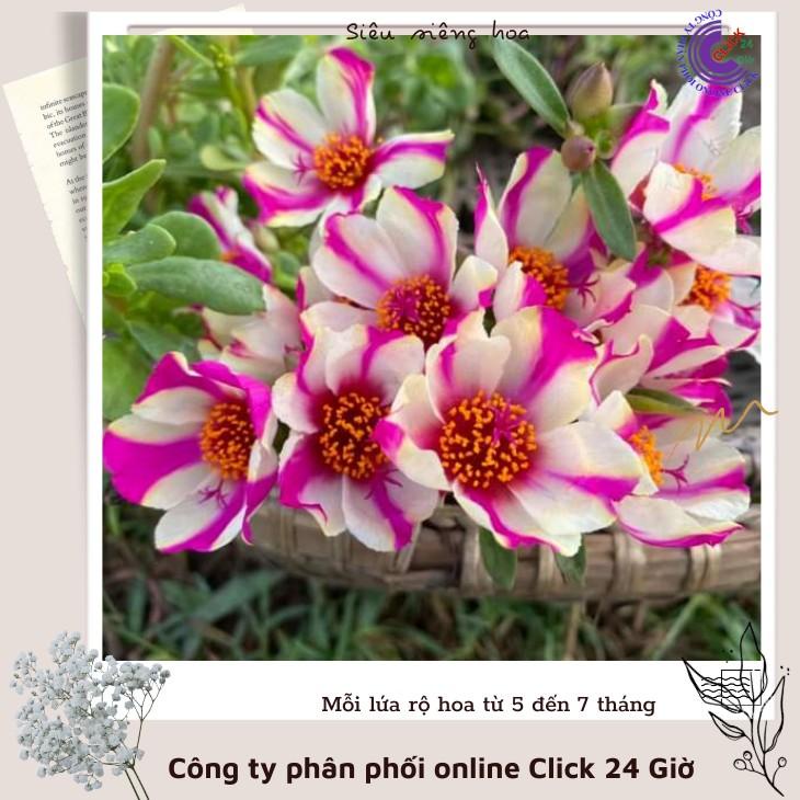 [Sam Đẹp] Cành Giống Hoa Sam Thái Hoa Mười Giờ Sam Sọc Màu 4 Siêu Đẹp Hoa Mười Giờ Bonsai & Phụ Kiện