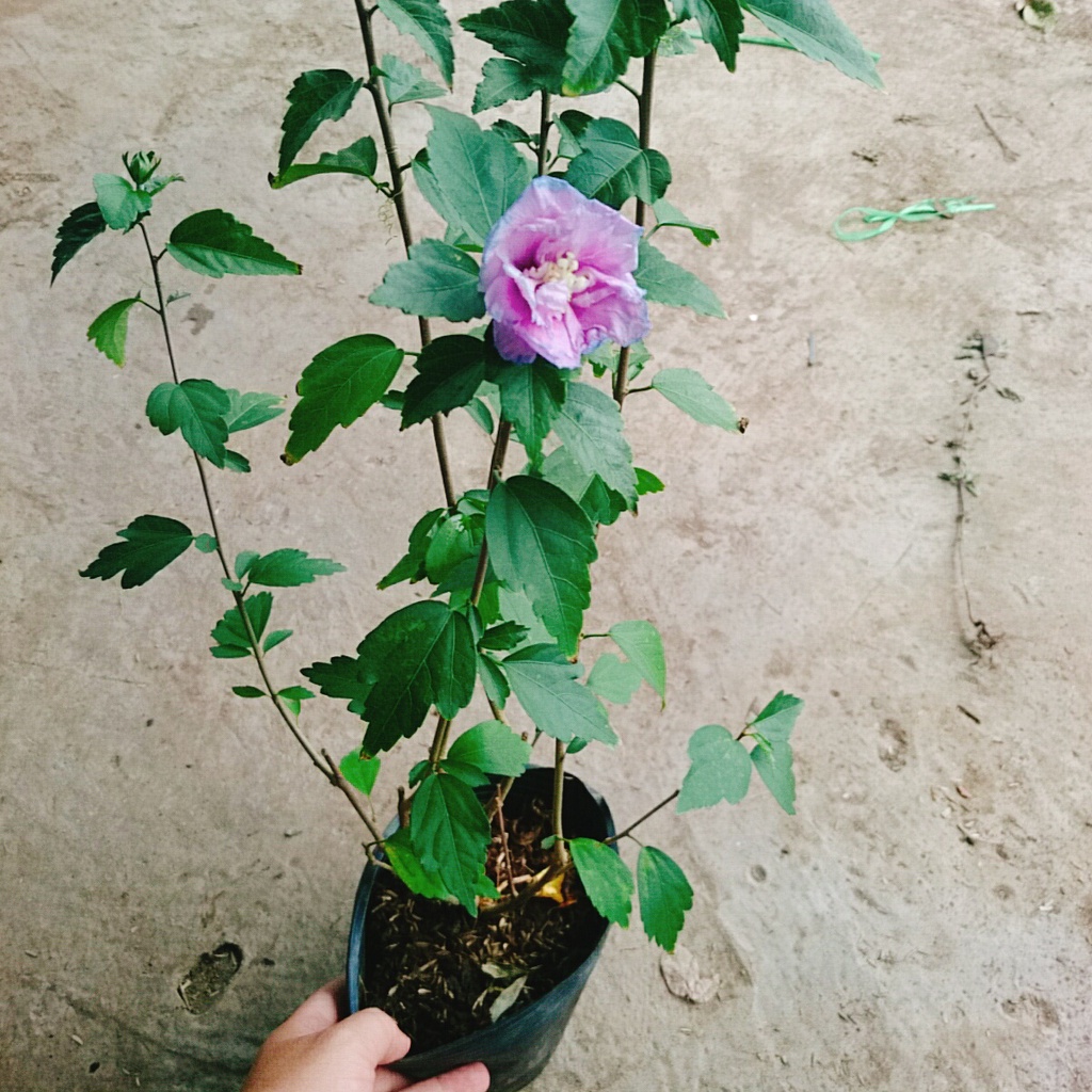 Hoa dâm bụt tím (giống mới) - cây cảnh để bàn