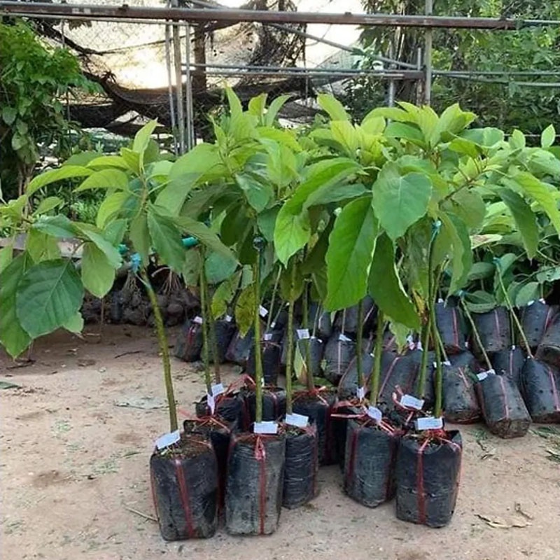 Cây bơ sáp 034 siêu quả - cho trái sớm