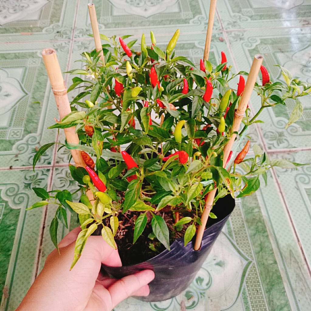 Cây ớt hiểm - cây cảnh sân vườn