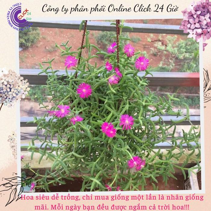 [Cây hoa k phải hạt] Combo 5 Cây Hoa Mười Giờ Nam Phi Đẹp Lạ Mắt Giống Chuẩn MM Market
