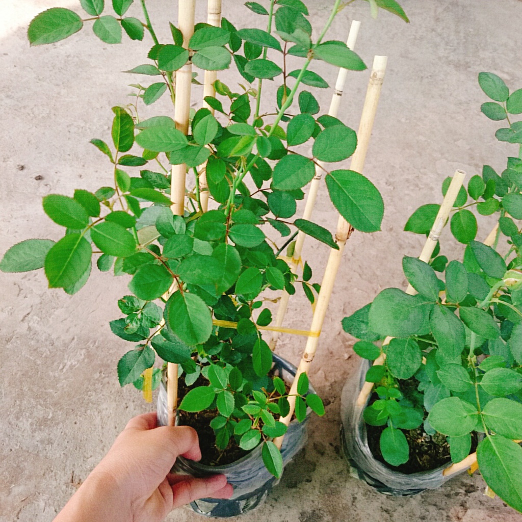 Cây Hoa Hồng Trứng - Margo Koster Rose - cây cảnh sân vườn