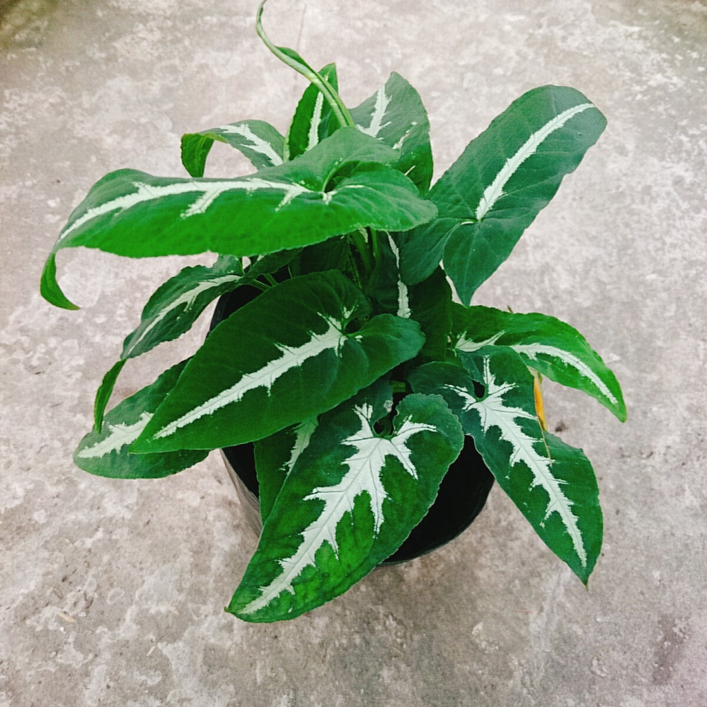 Trầu Bà Nhung - Cây cảnh để bàn