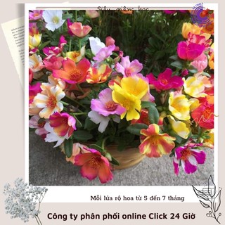 [Dọn Luống Gía Rẻ Nhiều Màu Cây Đẹp] 1 Kg Hoa Mười Giờ Sam Thái Hoa To Siêu Đẹp Dọn Luống Trồng Lứa Mới Bán Rẻ