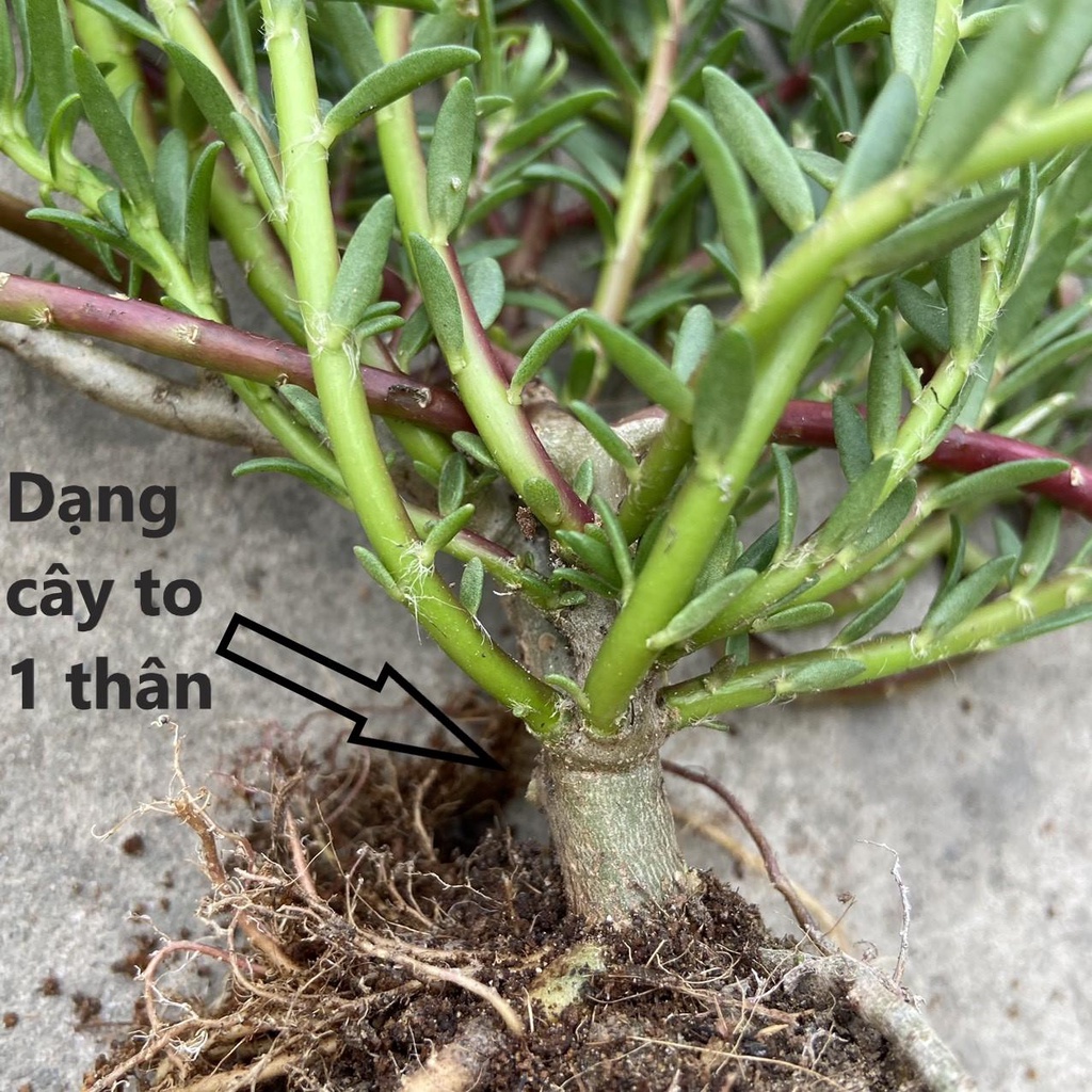 [Nở Cả Ngày] Cây Hoa Mười Giờ Bonsai Cổ Thụ Loại Gốc To Làm BonSai Trồng Được Lâu Năm Hoa Mười Giờ Bonsai