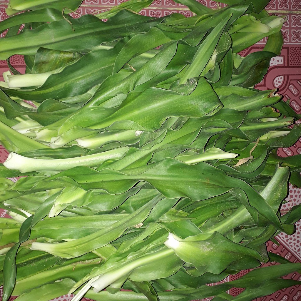 lá trinh nữ hoàng cung
